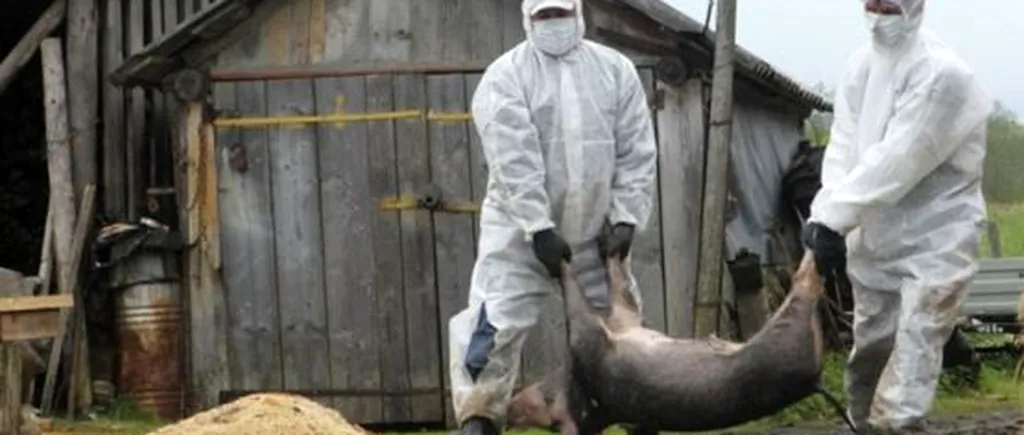 Mai multe persoane, bănuite că au răspândit virusul pestei porcine. Autoritățile buzoiene vor să depună plângere 