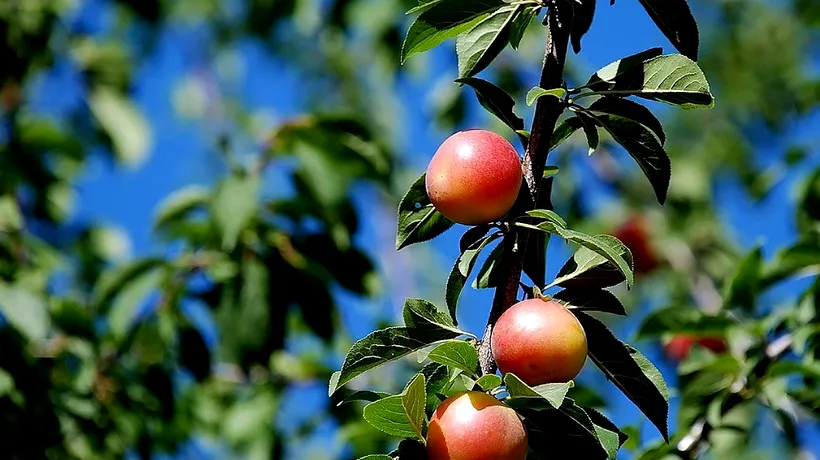 Locul din România în care se găsește copacul cu zece soiuri de fructe