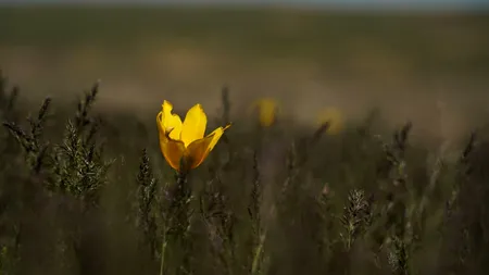 Spectacol pe Dunăre: LALEAUA galbenă de Cazane a înflorit. Mii de turiști vin să o vadă