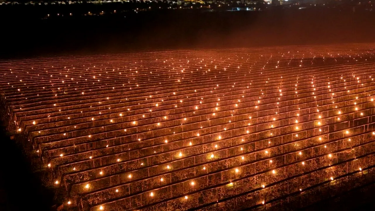 Cum au fost aprinse 4.000 de lumânări la Cluj pentru a salva cireșii de îngheț. „Am dat foc la 40.000 de euro”