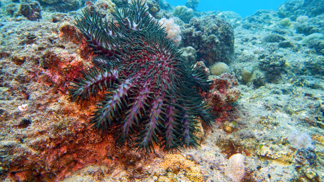 Miliarde de stele de mare au murit. Un trib din SUA încearcă să salveze specia de la dispariție