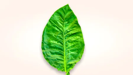 Nicotina: „mituri” și realitate în legătură cu fumatul