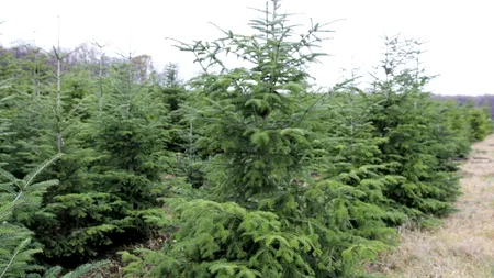 Cât costă un pom de Crăciun. Romsilva scoate la vânzare peste 20.000 de brazi