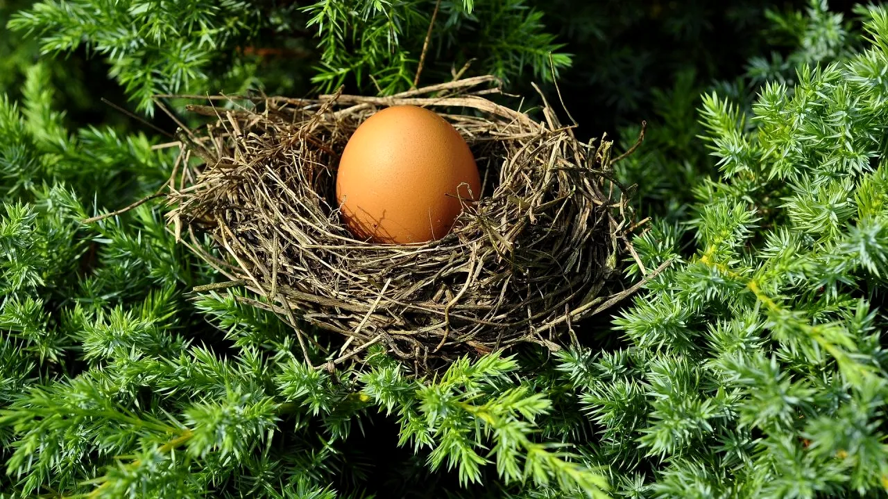 Arheologii au descoperit un ou de găină intact, vechi de 1.000 de ani