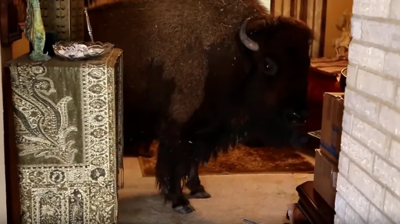 O femeie din Texas a domesticit un bizon, apoi l-a vândut pentru câteva mii de dolari