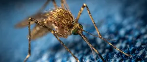 INSP: 47 de cazuri de infecţie cu virusul West Nile, înregistrate până în 5 septembrie. Au fost raportate 4 decese