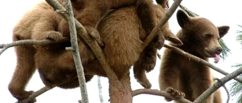 FOTO. Nu au rău de înălțime: puii de urs au cucerit vârful unui copac