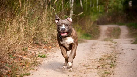 O tânără din Galați a fost atacată de un câine Amstaff și a fost transportată de urgență la spital. Ce a pățit STĂPÂNUL animalului nesupravegheat