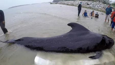 Moarte tragică pentru un pui de balenă. Ce s-a descoperit în stomacul mamiferului. Drama prin care trec, în fiecare an, sute de animale marine