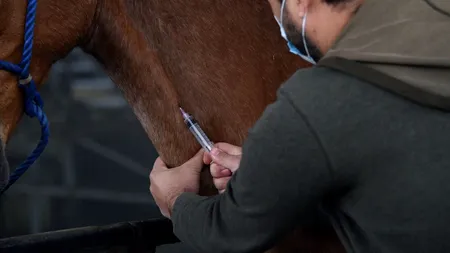 Cercetătorii din Costa Rica vor începe studiile unui tratament ieftin bazat pe anticorpi luați de la cai injectați cu SARS-Cov-2