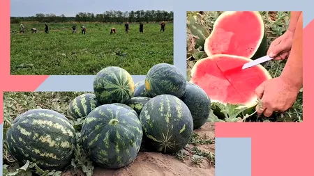 Ultimii PEPENI din Călărași au fost recoltați. Prețul s-a dublat în septembrie