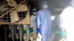 UE lansează planul „pre-pandemic” ca să oprească gripa aviară să ajungă la oameni. Virusul H5N1 suferă o mutație majoră