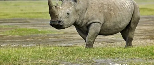 A murit cel mai bătrân rinocer din lume. Ce vârstă avea mamiferul