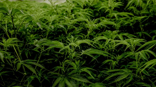 Cea mai mare plantație de marijuana din Europa, descoperită în Spania. Aproximativ 135.000 de plante au fost modificate genetic