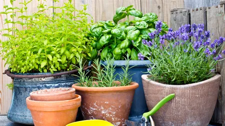 Planta pe care să o ai în casă pentru purificare și atragerea norocului. Este considerată un simbol al armoniei în cultura românească