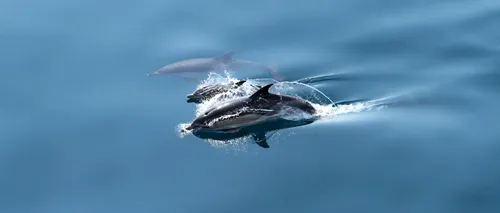 Un delfin a fost găsit mort pe plaja din Olimp. Turist: „Tot ce e posibil să fi atins vreo mină din cele care se știe că mai plutesc în Marea Neagră”