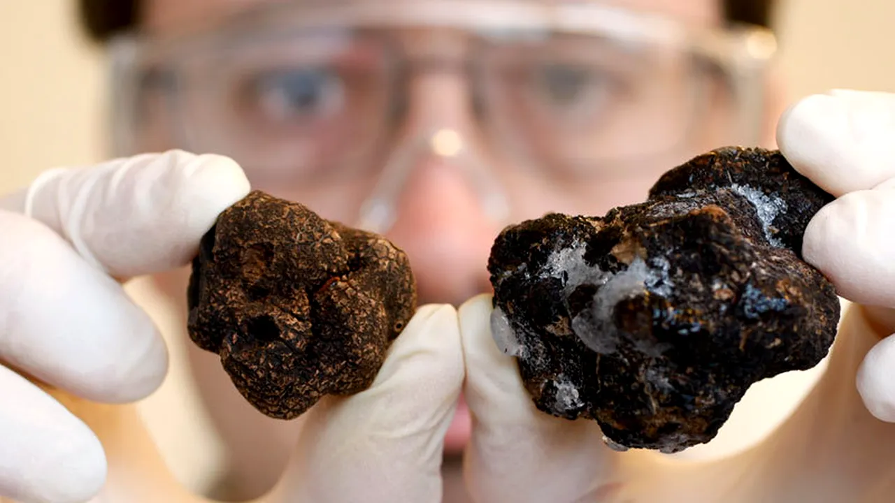 Vânătorii de trufe din România. În căutarea ciupercii subterane de 3.000 de euro