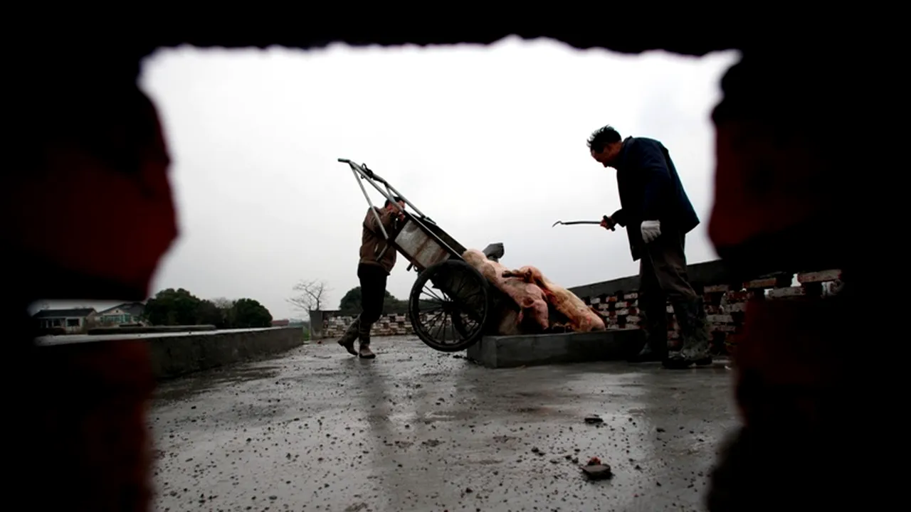 Peste 13.000 de porci morți, descoperiți în apele râului Huangpu din Shanghai