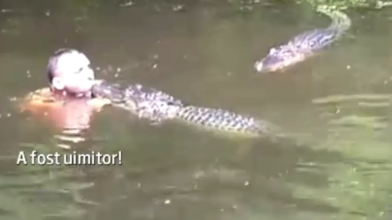 Excursia pe care nu o vor uita niciodată.Ce s-a întâmplat cu ghidul din imagine după ce a sărit în apă pentru a hrăni aligatorii