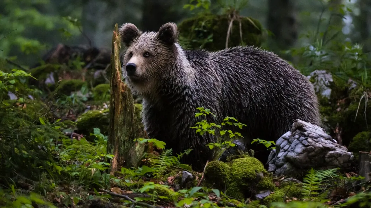 RO-Alert în două stațiuni montane din Prahova. Doi urși au coborât din pădure și au fost văzuți plimbându-se pe străzi: Evitați zona. Rămâneți în case