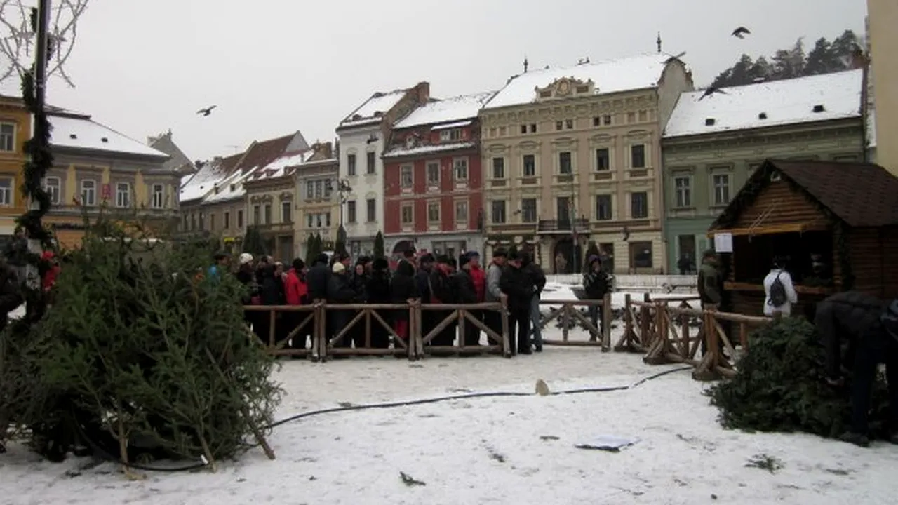 PREȚURI BRAZI DE CRĂCIUN. Brazii din 