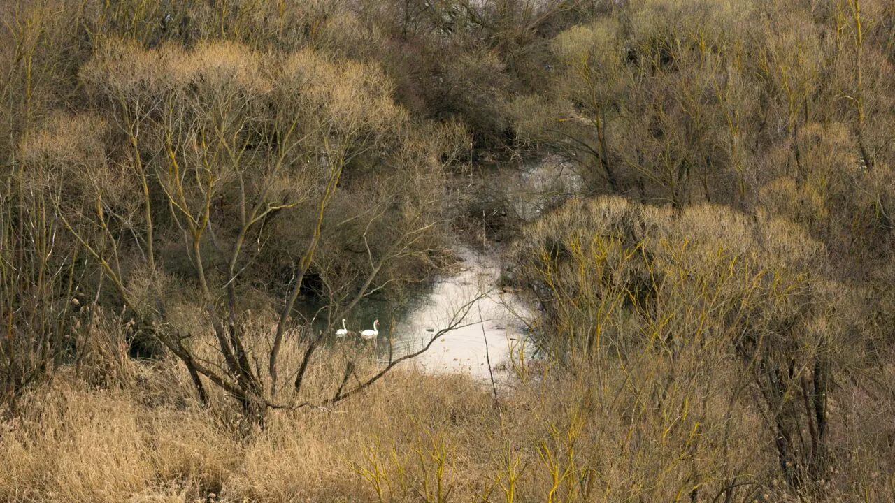 ”Mica Deltă” a Floreștiului, o zonă spectaculoasă care se aseamănă cu Delta Dunării. Unde este situată