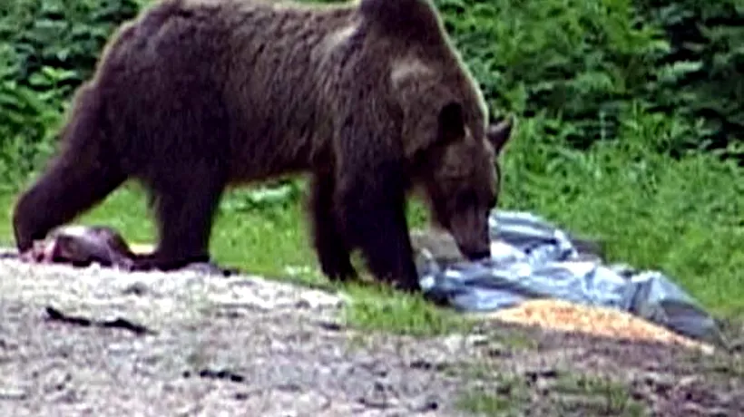 Urs care căra cadavrul unui turist, pe Valea Caraiman din Bucegi, alungat de salvamontiști