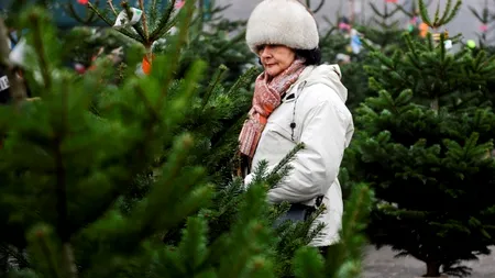 Green Friday. Brazi de Crăciun la prețuri reduse cu până la 50% sau în rate