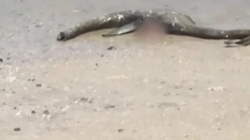 „Monstrul din Loch Ness'', găsit pe o plajă din Georgia, Statele Unite. Creatura bizară descoperită de un trecător. VIDEO