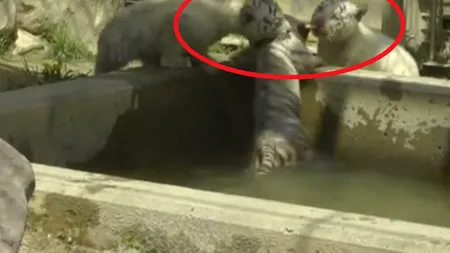 Operațiune de salvare inedită. Clipul cu un pui de tigru alb care își ajută fratele să iasă dintr-o piscină a devenit viral