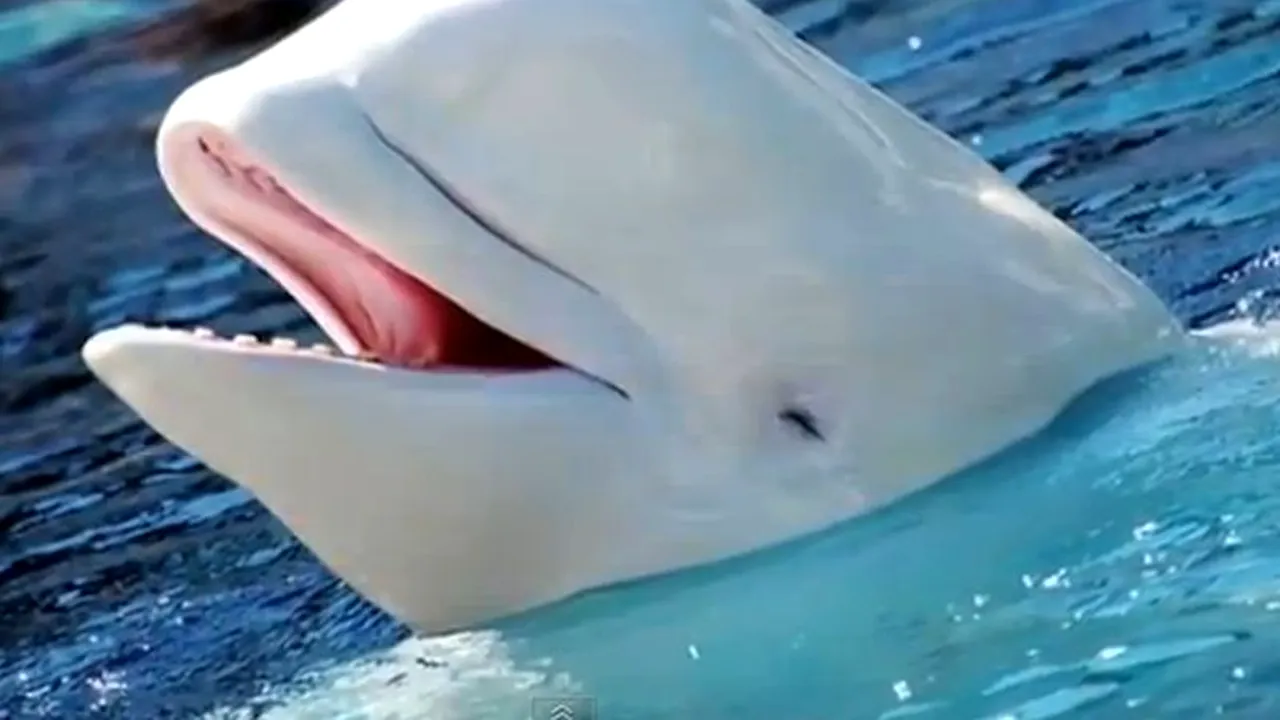 Balena care a învățat să 