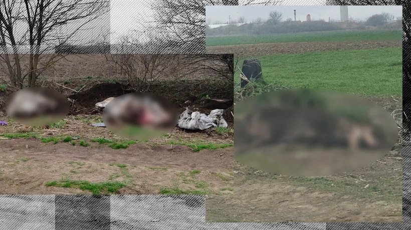 Porci uciși de pestă, îngropați în secret în Arad. Fermierii locali au ascuns cadavrele într-un șant de colectare