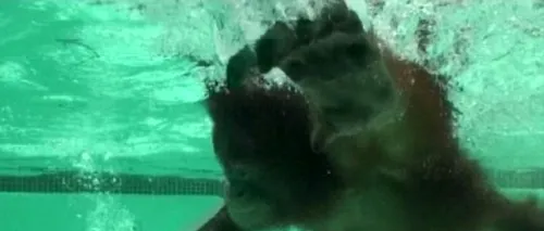 VIDEO. Imagini inedite. Un cimpanzeu și un urangutan înoată ca oamenii