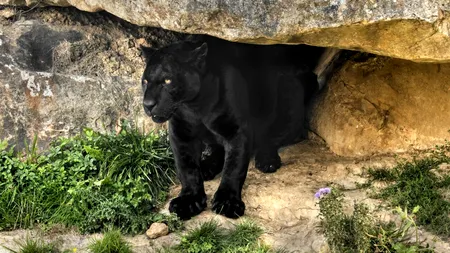 Pantera neagră revine! Autoritățile din Bulgaria sunt în stare de alertă după ce i-ar fi fost semnalată prezența în apropiere de granița României