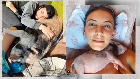 EXCLUSIV VIDEO | Singura purcelușă din România cu cont pe Instagram duce o viață de huzur. Are 120 de kilograme, căsuță de lux și se uită la filme