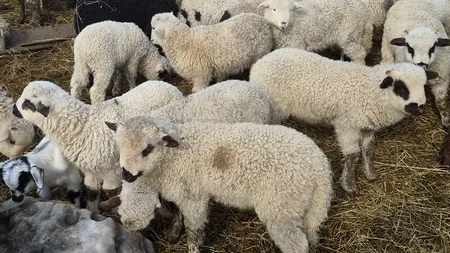 Carnea mai sănătoasă care începe să înlocuiască mielul de Paște. Tot mai mulți români își schimbă preferințele