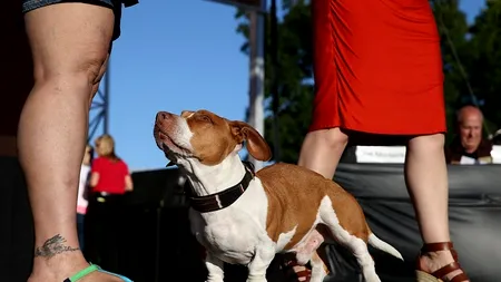 Bolile pe care le pot transmite animalele de companie