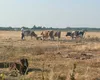 Situație dramatică în sudul României. Fermierii din Oltenia sunt nevoiți să-și ducă animalele la abator, din cauza caniculei care a făcut ravagii