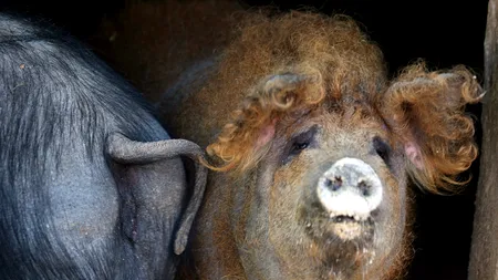 INTERDICȚIA de a mai crește porci va fi DECISĂ DE PREFECTURI. Nu e clar cum vor fi despăgubiți oamenii