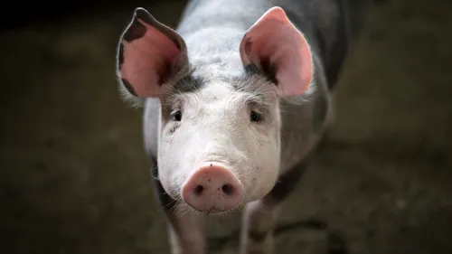 Un polițist din Giurgiu a întocmit un raport pentru a cere „repartizarea unui porc de 160 de kg”. Totul a fost o glumă a colegilor