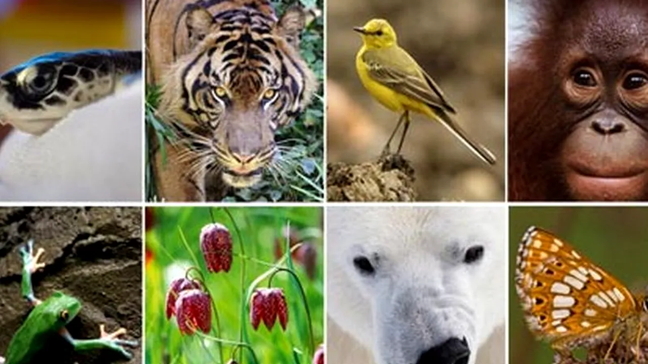 Cum arată harta la care s-a lucrat 20 de ani