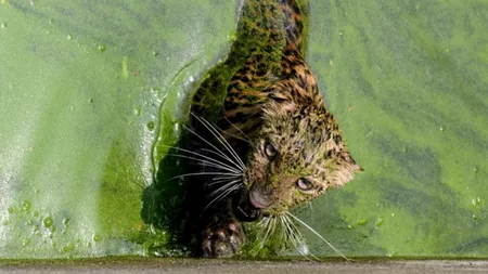 ZIUA PĂMÂNTULUI 2013. Galerie foto Mediafax Zoom de ZIUA PĂMÂNTULUI 2013, partea a II-a