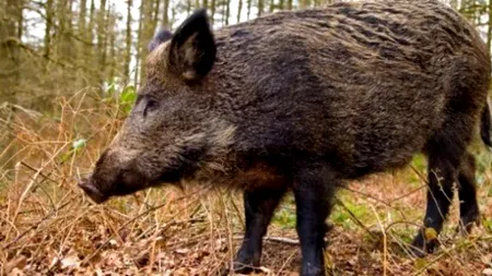 Bărbat rănit de un porc mistreț la o partidă ilegală de vânătoare în județul Cluj