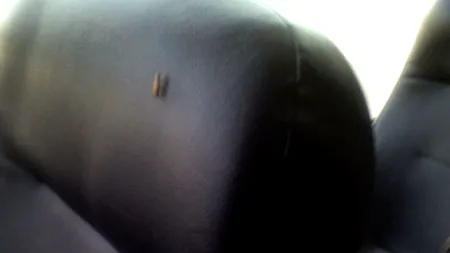 New York-ul, invadat de o specie nouă de gândaci 