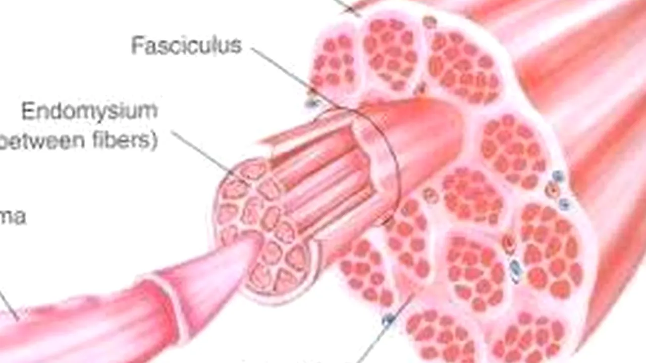 Medicamentul care poate OPRI ÎMBĂTRÂNIREA mușchilor
