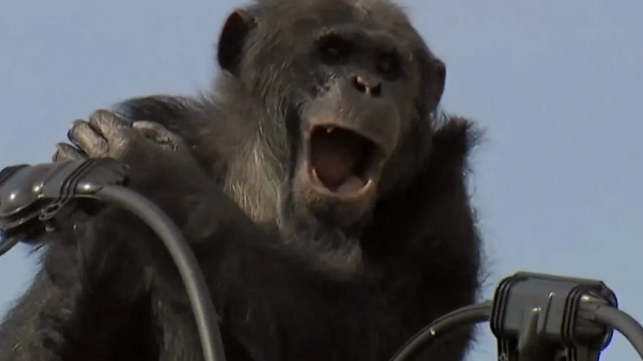 Cum a încercat un cimpanzeu să scape de întoarcerea la grădina zoologică din care evadase