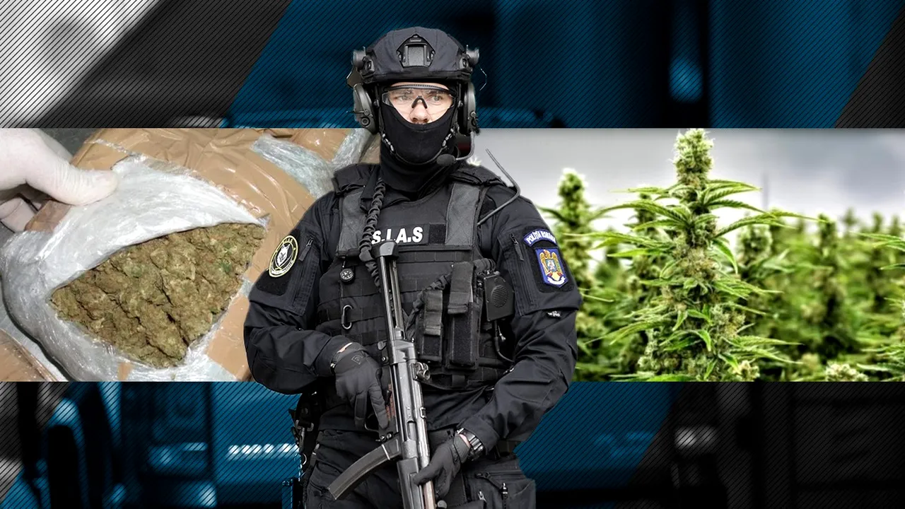 Medicul traficant de MARIJUANA din Arad a fost arestat preventiv. Marfa capturată de DIICOT Timişoara valora 200 de mii de euro