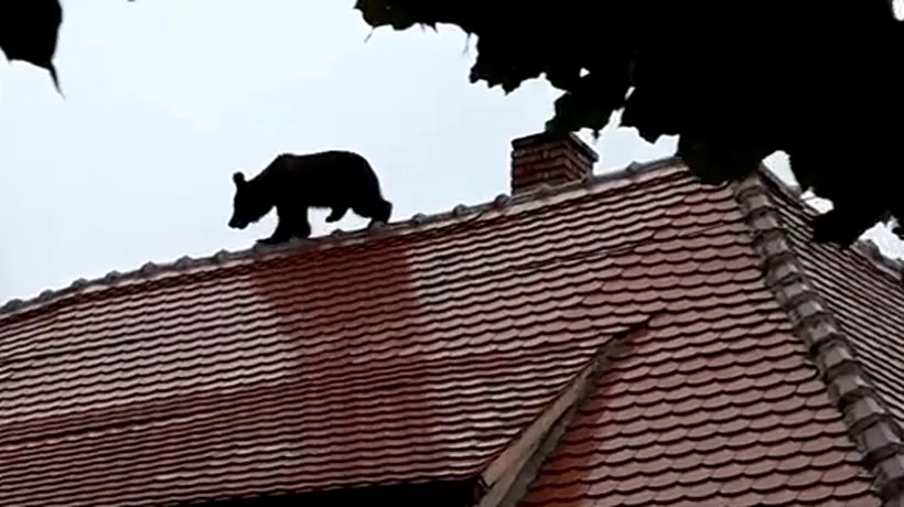 Protest vineri în Sibiu, după uciderea ursului care scăpase pe străzi