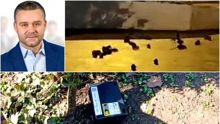 Ciprian Ciucu a găsit explicația pentru invazia de șobolani din centrul Bucureștiului. Cine ar fi de vină