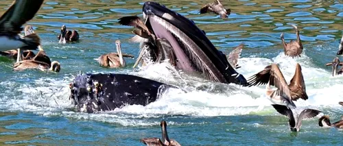 FOTO. Lupta unui pelican pentru a ieși din gura unei balene